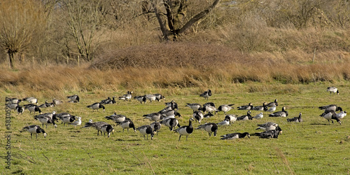 flock of barnacle geese in a meadow in bourgoyen nature reserve,hent, Flanders, Belgium photo