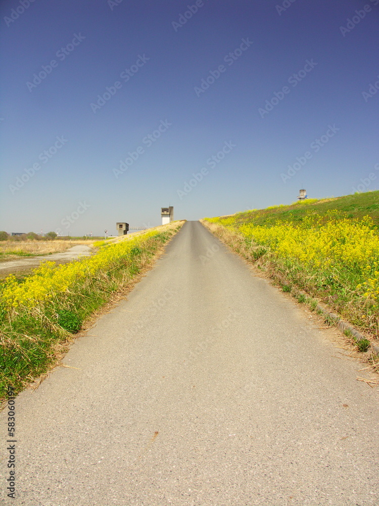 菜の花満開の春の江戸川土手の坂道風景