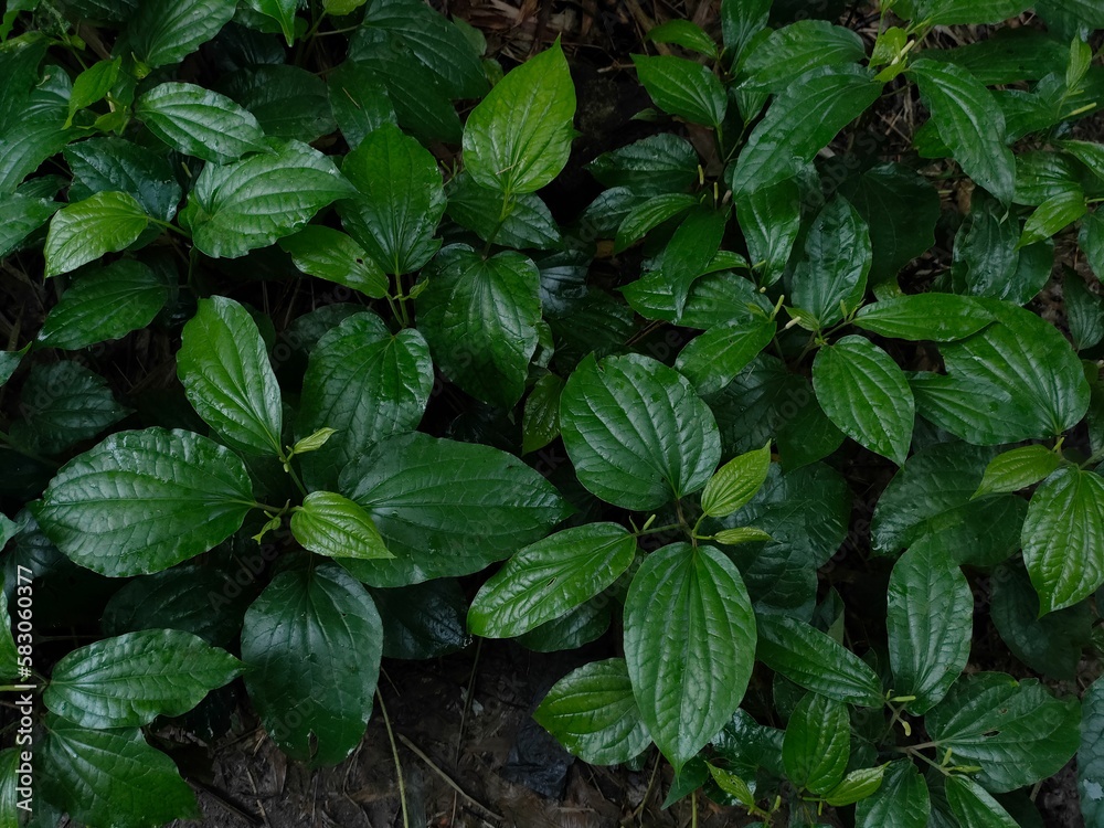 Wet green leaves on a dark background Wet green leaves on a dark background
