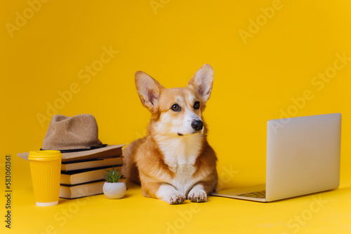 Smart cute Welsh Corgi Pembroke with laptop and stack of book is studying on yellow studio background. Most popular breed of Dog