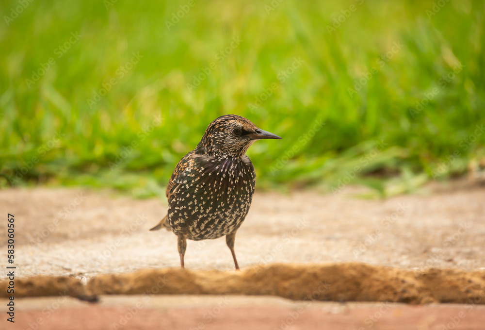 Close-up of a beautiful starling bird in Adelaide, South Australia Close-up of a beautiful starling bird in Adelaide, South Australia