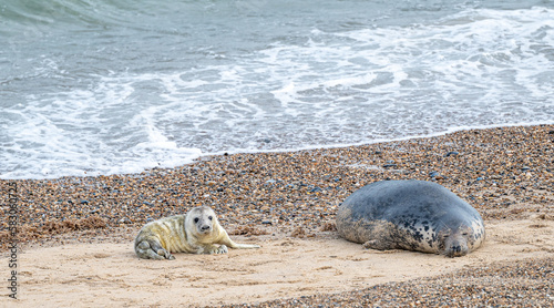 Grey Seal female and pup on the beach at Horsey Gap, Norfolk, England