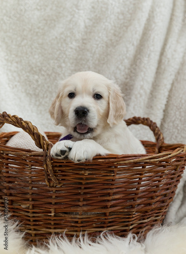 Golden retriever puppy sitting in a wicker basket