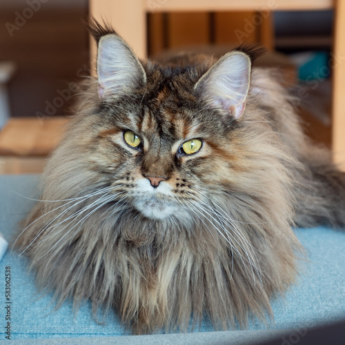 Cute furry Maine Coon cat with yellow-green eyes and long beige-brown fur. Close up front portrait, shadow depth. Large domestic long-hair breed, dense coat and ruff along chest. Lying on blue. photo