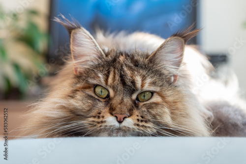 Cute furry Maine Coon cat with yellow-green eyes and long beige-brown fur. Close up front portrait, shadow depth. Large domestic long-hair breed, dense coat and ruff along chest. Lying on blue. © Miglena Pencheva