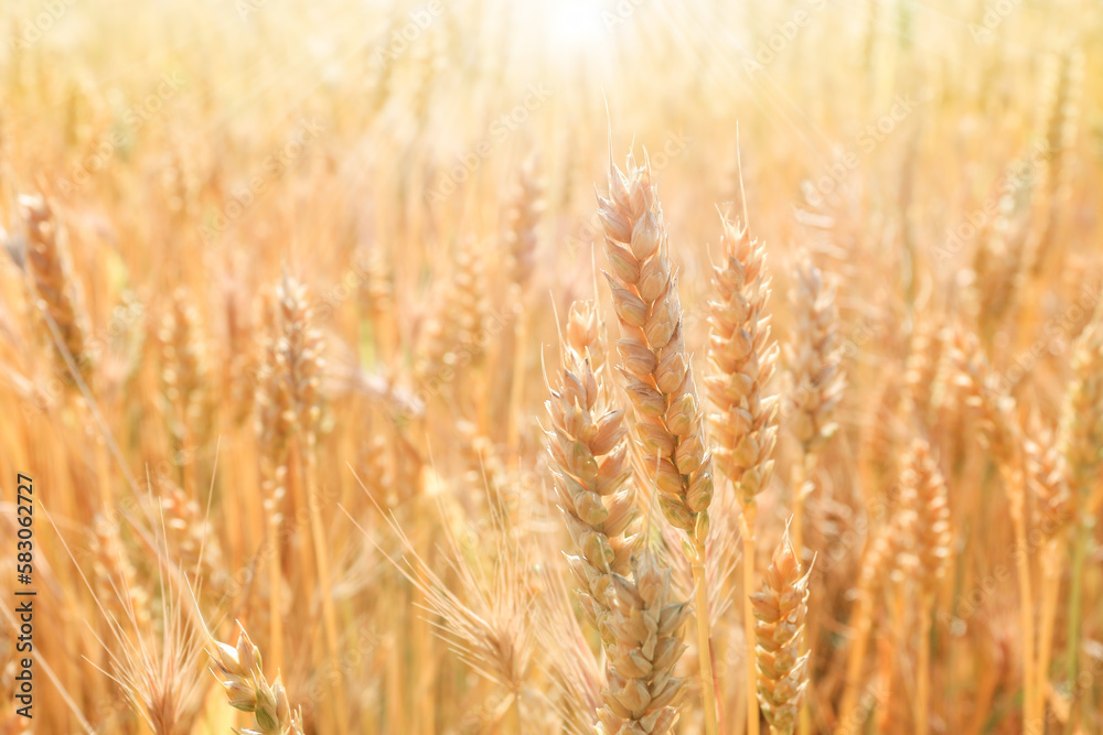 golden wheat field in summer golden wheat field in summer