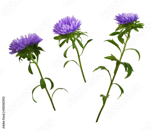 Set of purple aster flower isolated on white or transparent background photo