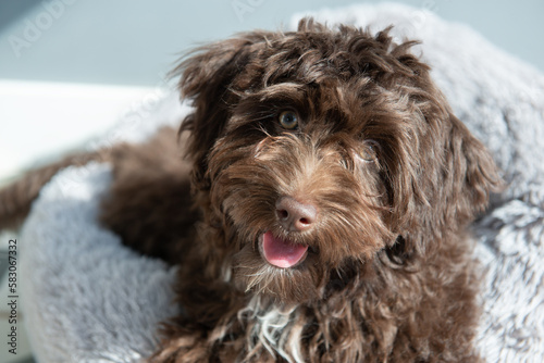 Puppy rests at home. Cute designer breed little dog, yorkshire terrier and poodle mix. Adorable pet's indoor portrait