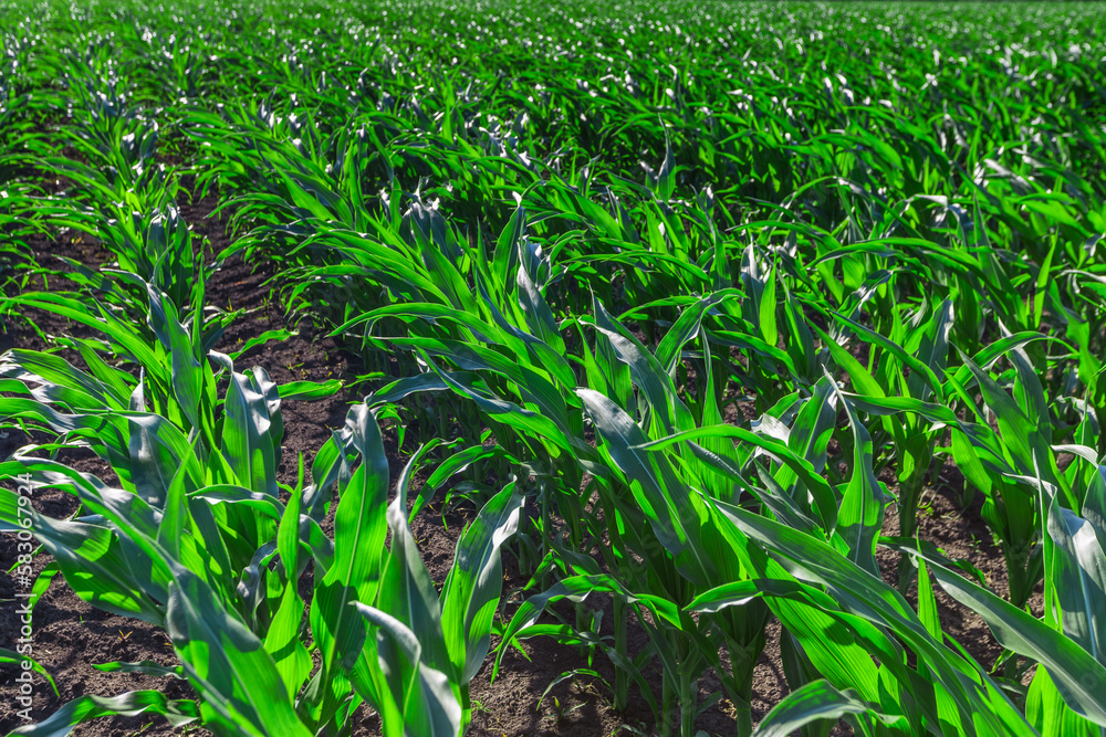 Green field of young corn with clean rows Green field of young corn with clean rows