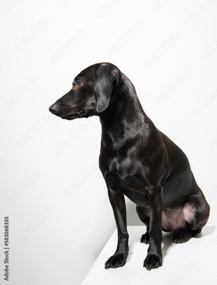 Small black dog posing over white background. Adorable pet's indoor portrait Small black dog posing over white background. Adorable pet's indoor portrait