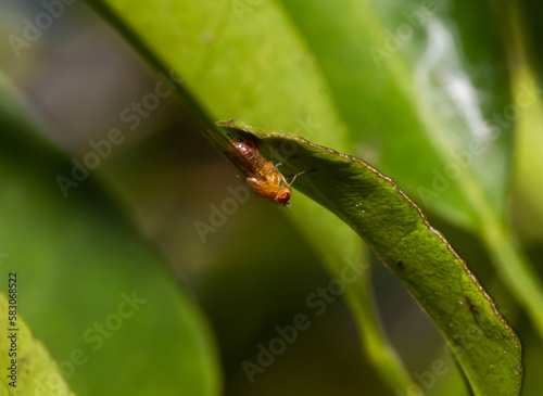 tiny orange fly with red eyes called Sobarocephala flaviseta found on tree leaves in the backyard in Adelaide, South Australia
