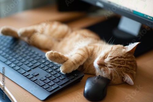 Fototapete Cute ginger tabby cat well-fed and satisfied sleeps at home working place next to keyboard, PC mouse and monitor screen