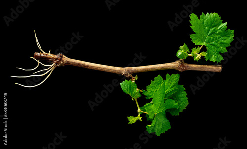 A grape seedling with small leaves and roots on a black background. Growing grapes by cuttings