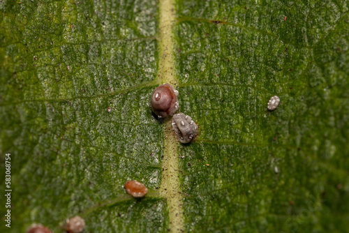 barnacle like scale insects on a fig tree leaf