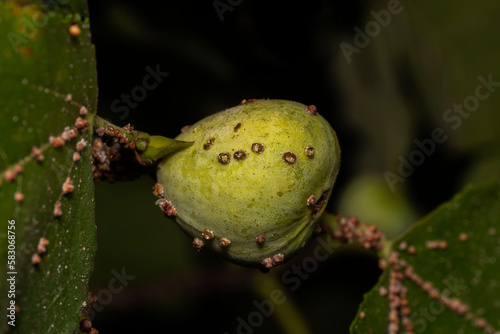 barnacles on a fig from a tree infested with barnacles (scale insects), in Adelaide, Australia photo