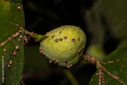 barnacles on a fig from a tree infested with barnacles (scale insects), in Adelaide, Australia