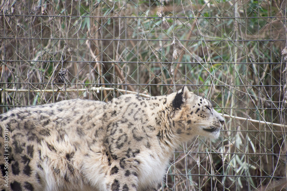 Obraz premium 雪豹