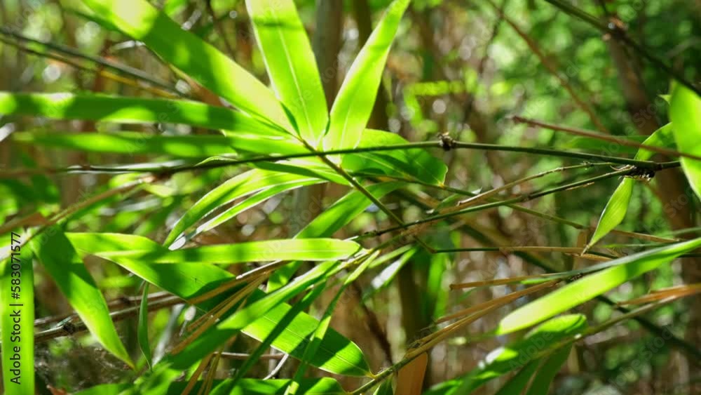 Bamboo leaves in the wind close up on sunny day Bamboo leaves in the wind close up on sunny day