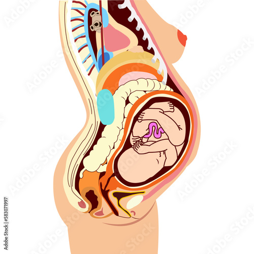 Pregnant female anatomy. Anatomy scheme of a pregnant woman and fetus. 