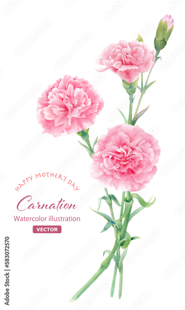 ピンク色カーネーションの水彩イラスト。母の日の装飾。（ベクター。レイアウト変更可能）
