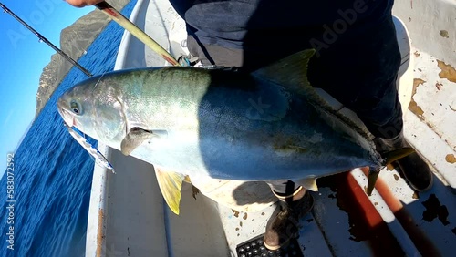 Fisherman displays beautiful yellowtail caught on crankbait lure from reel rod fishing in Mexico photo