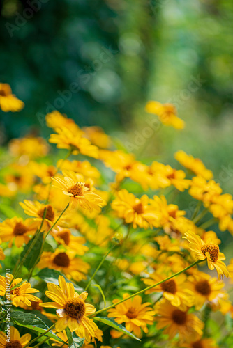 yellow flowers in the garden © Maksim Shebeko