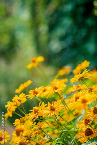 yellow flowers in the garden