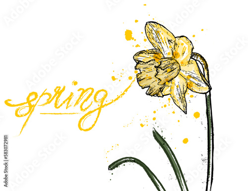 Spring daffodil card yellow color. Narcissus flower Vector watercolor splash