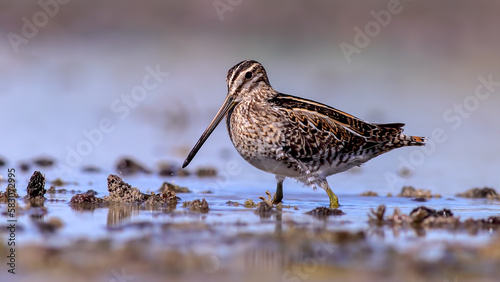 common snipe near the lake and look to me photo