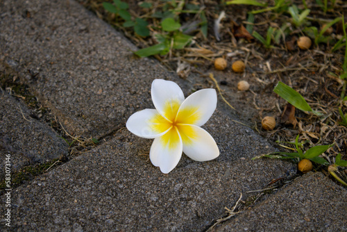 frangipani flower on the stone © Cibelle