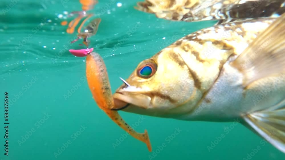 Calico bass fish caught on jig lure floats at surface tight angle vídeo