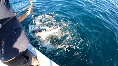 Angler gaffs yellowtail fish while rod is bent from weight of caught fish