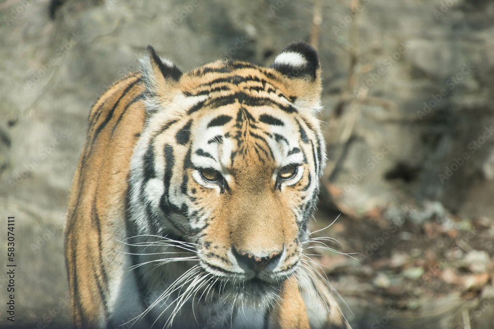 Fototapeta premium アムールトラ