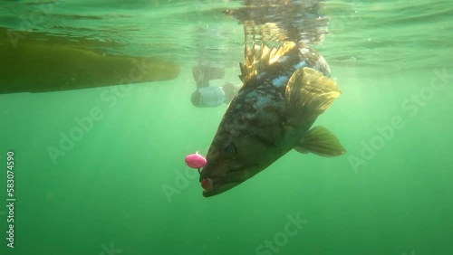 Calico Bass caught on jig lure struggles at surface to swim away photo