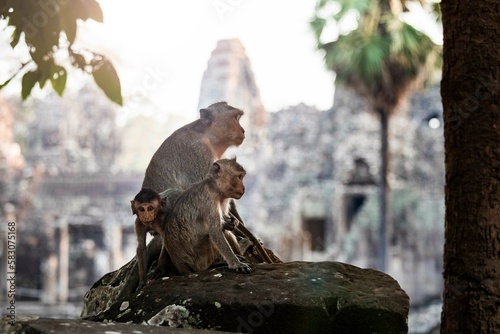 Monkeys in front of a temple photo