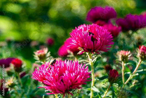 Beautiful wild flower winged bee on background foliage meadow