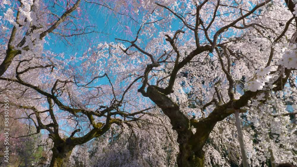 Sakura in bloom in city park in Tokyo, Japan, blossoming Japanese Cherry Tree in springtime, traditional Hanami in Japan Sakura in bloom in city park in Tokyo, Japan, blossoming Japanese Cherry Tree in springtime, traditional Hanami in Japan