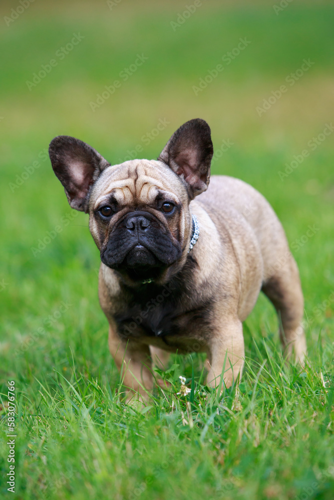 Fototapeta premium Dog breed french bulldog
