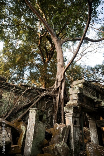 Powerful tree on the Ankor temple