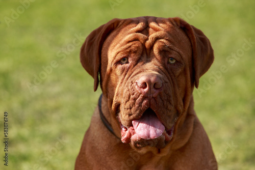 Dogue de bordeaux