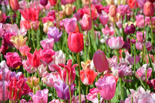 Pink bright tulips varieties background in Keukenhof