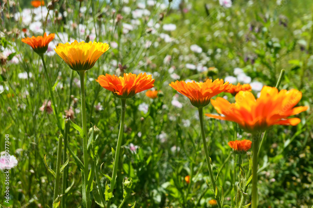 Calendulas flowers growing in the garden. Sunny summer herb garden. Calendulas flowers growing in the garden. Sunny summer herb garden.
