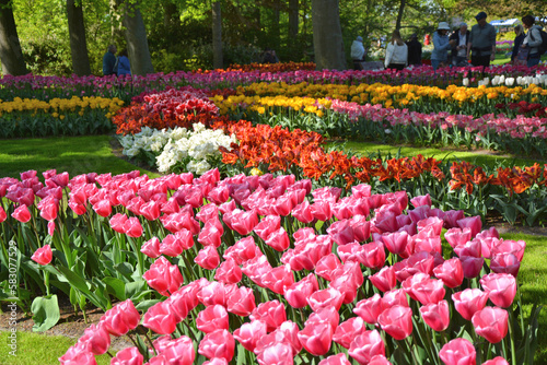 Keukenhof garden tulips flowers. Netherlands, Europe at spring.