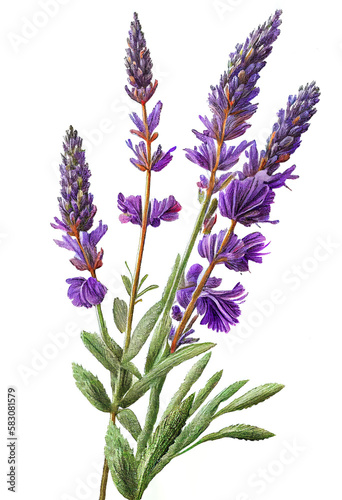 Lavender flower drawing isolated on white background. Watercolor  hand drawn style  ai generation