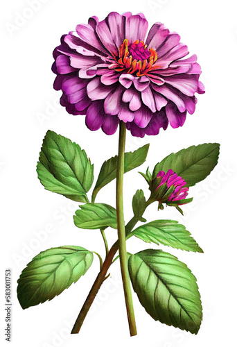 Violet zinnia flower drawing isolated on white background. Watercolor, hand drawn style, ai generation