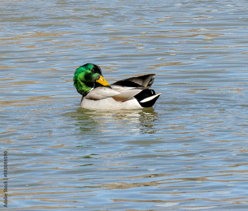 duck on the water duck on the water