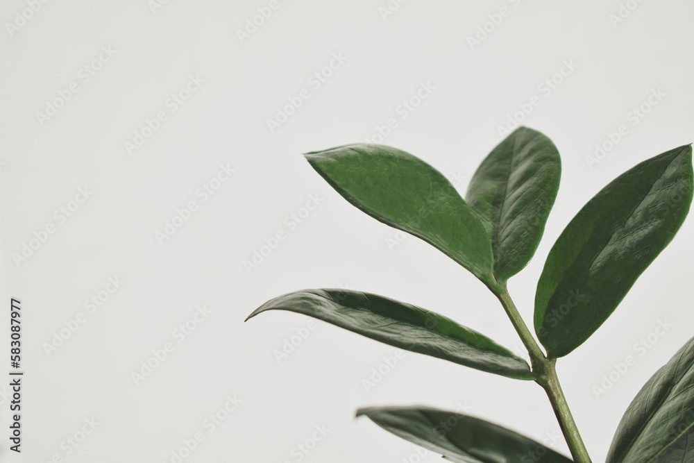 Fototapeta premium leaves on a wall