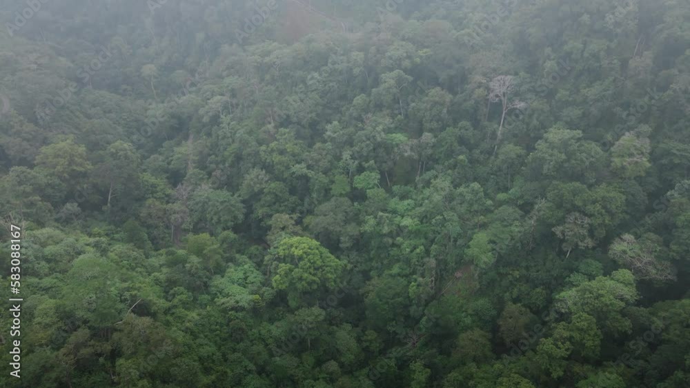 Cinematic scene of drone exiting clouds to reveal Rainforest Jungle Landscape Background Texture Cloudy Weather in Sumbawa island, Indonesia. Cinematic Drone 4k. Cinematic scene of drone exiting clouds to reveal Rainforest Jungle Landscape Background Texture Cloudy Weather in Sumbawa island, Indonesia. Cinematic Drone 4k.
