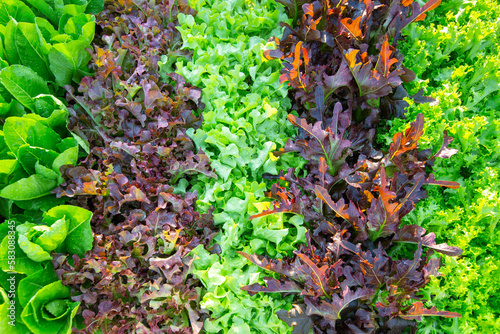 green and purple mix lettuce plant