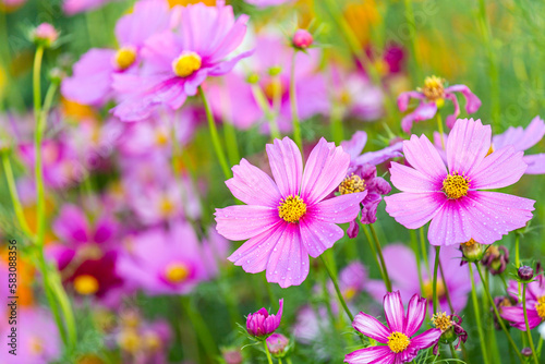 close up of pink cosmos flower photo